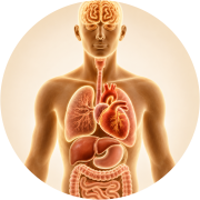 anatomia-humana-calida-fondo-blanco